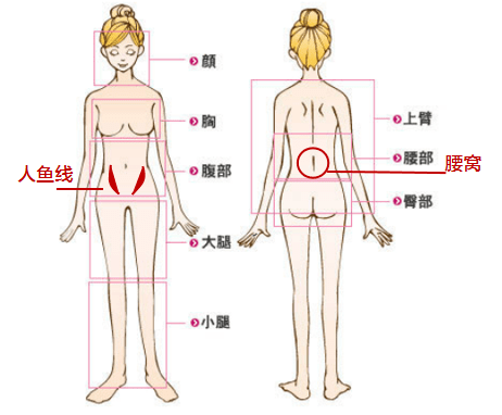 人体结构图腰的位置图片