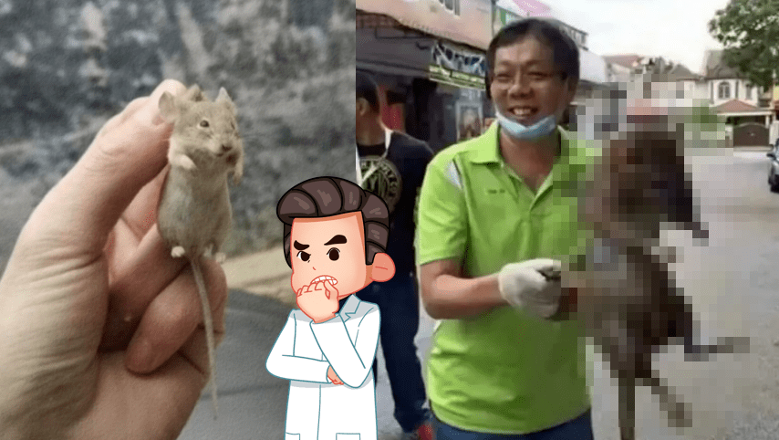 小家鼠和褐家鼠,也就是大家经常调侃的北方老鼠和南方老鼠