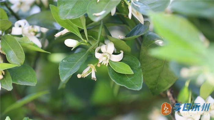 道县 脐橙花相继绽放 香飘四野