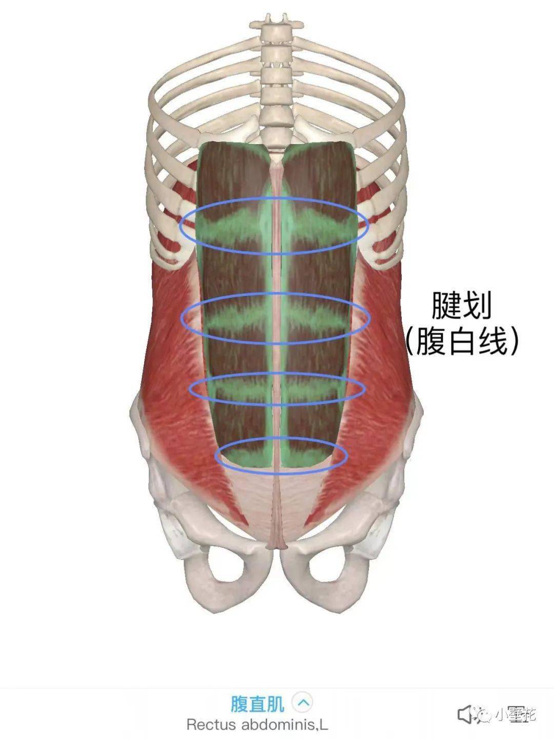 左上腹是什么器官图解,肚脐左是什么器官图解 - 伤感说说吧