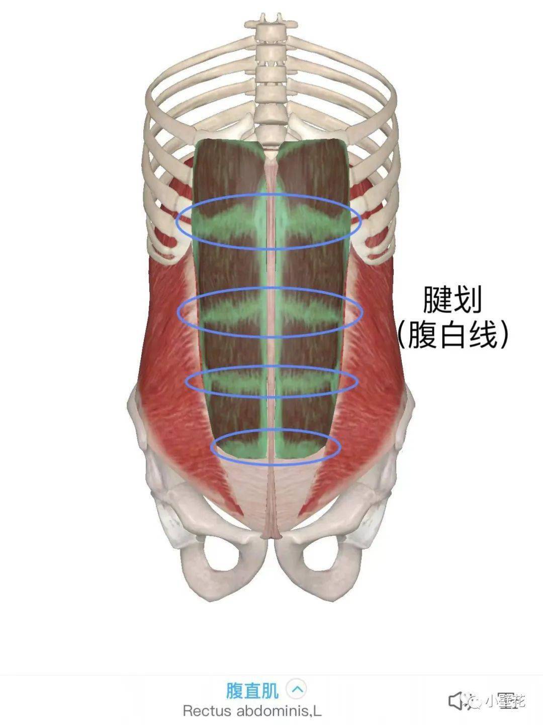 男生腹白线图片