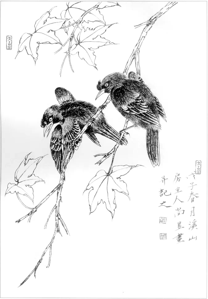 素材一組工筆畫禽鳥白描稿30圖以及畫鳥的關鍵點值得收藏