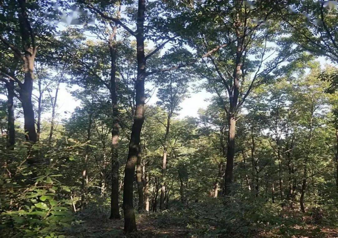河南林木良种：‘ 马道林场 ’ 麻栎母树林种子_手机搜狐网