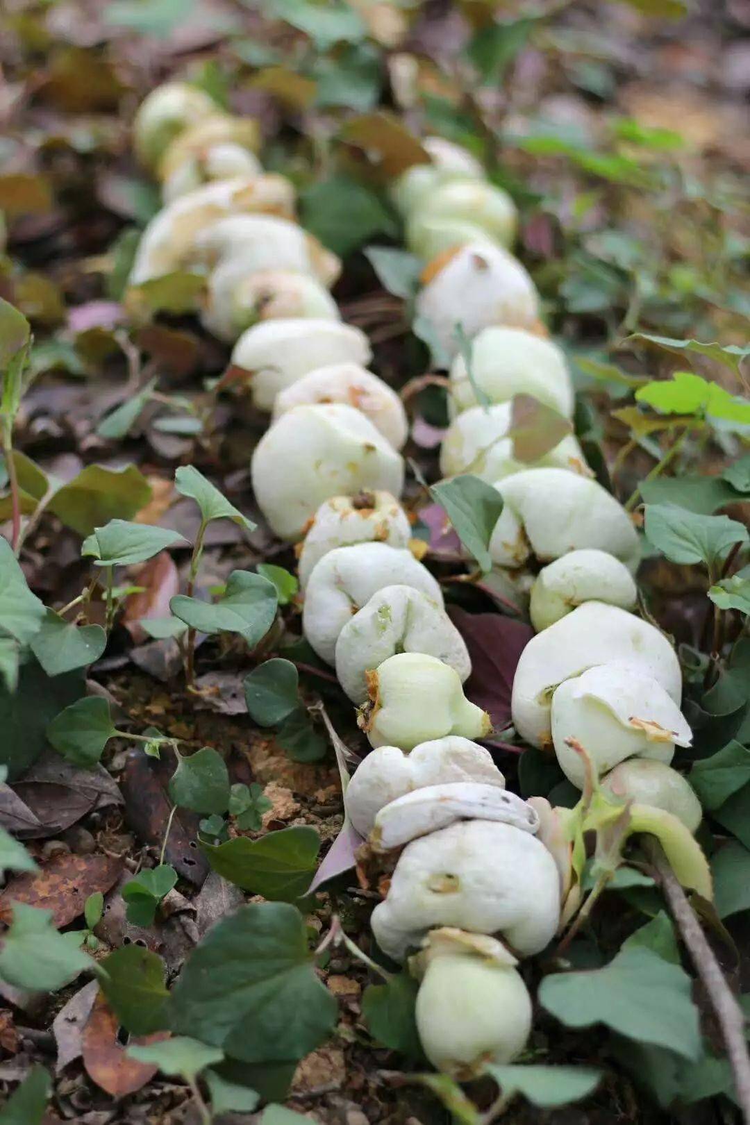 清明节的野果三江人童年的记忆这些你都吃了吗