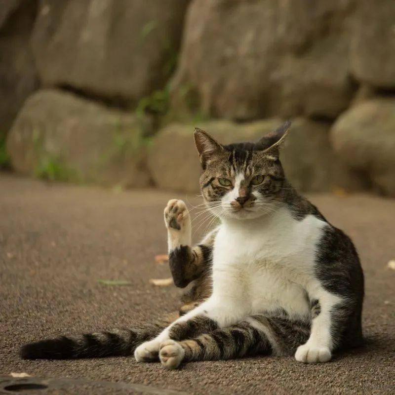 镜头下的喵星人|清冷与孤独,灵动与纯真_sasuke_摄影_猫咪