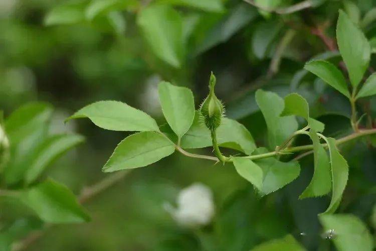 你好大自然第225期金樱子