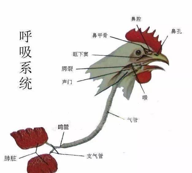 家鸡的心脏结构图图片