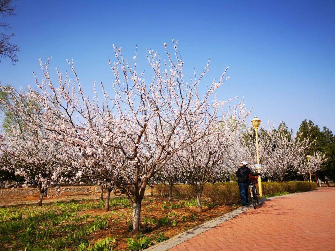 昌平春花爛漫正當時!_公園_春色_春光