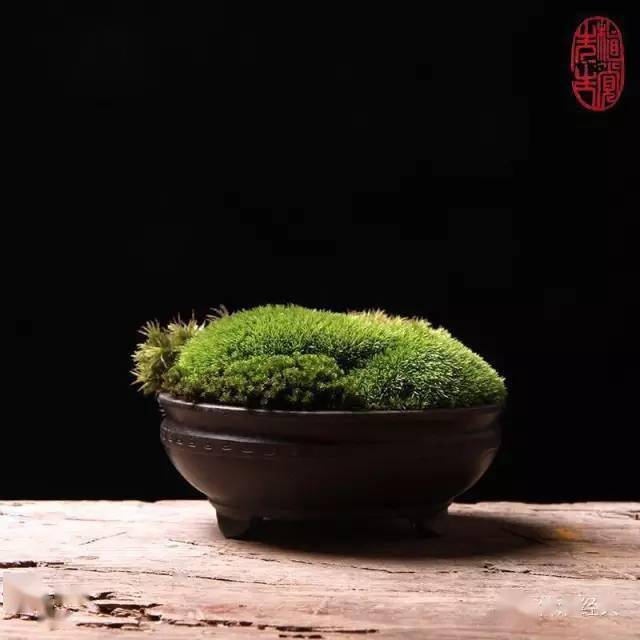 苔藓盆景