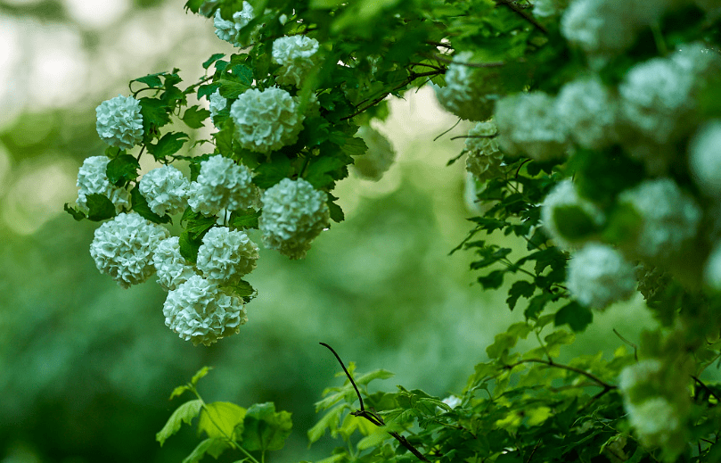 春归圆,绣球花团团_谢榛_百花_花瓣