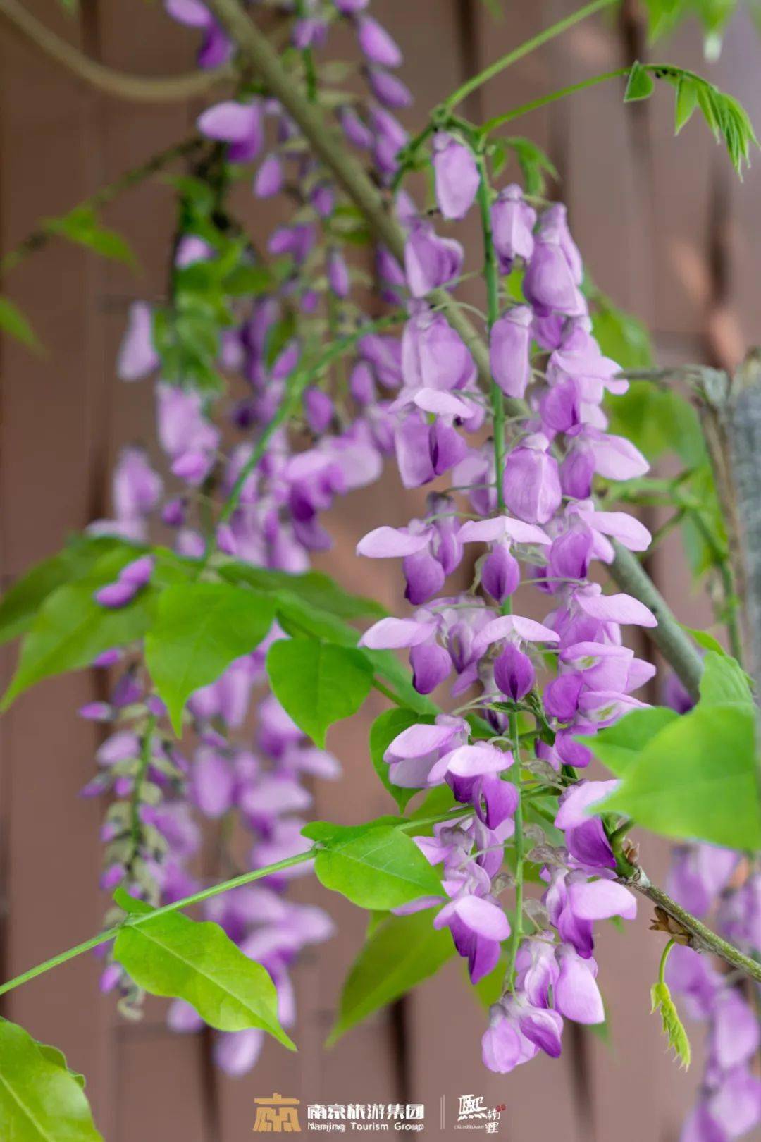 街区_木香_紫藤