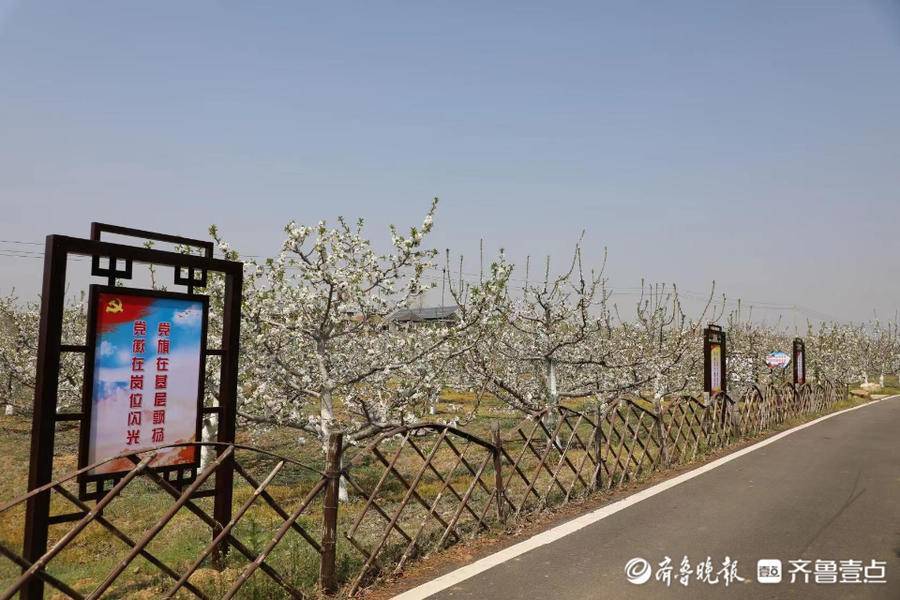 新泰市果都镇瑞谷庄村栽下樱桃树鼓起钱袋子