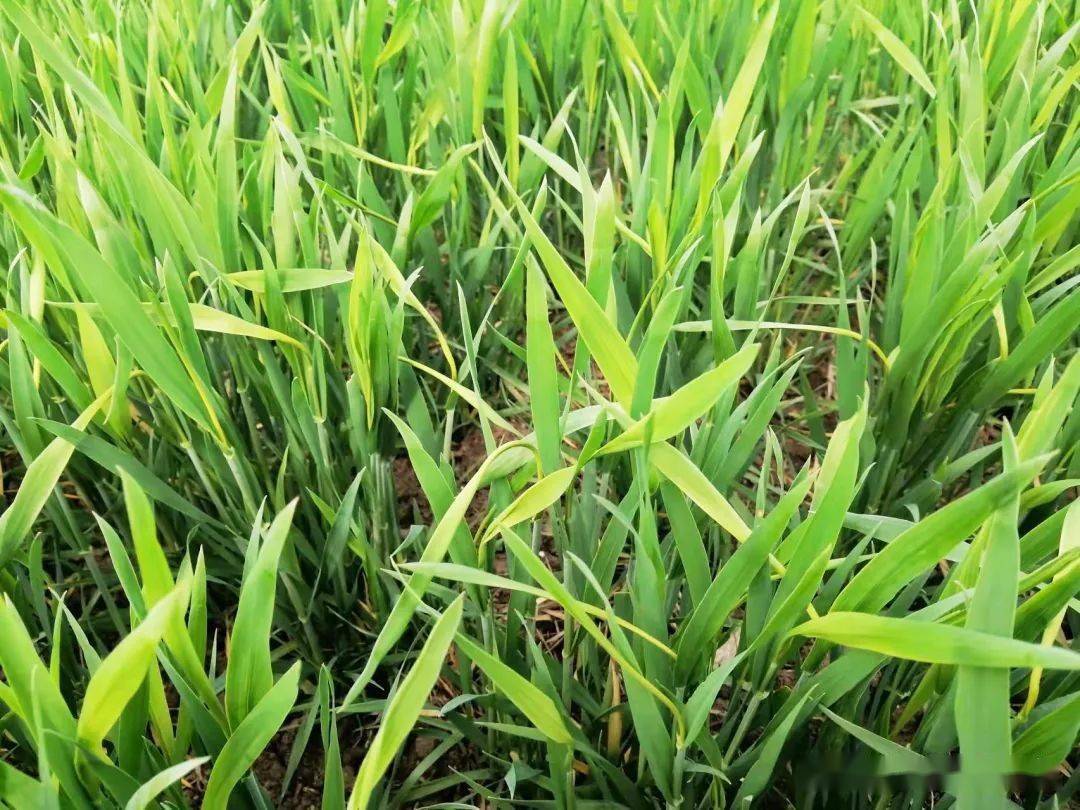 情况罕见 小麦突发大面积 假死 答案来了 病害 冷害 低温