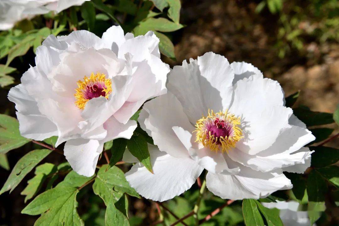 云想衣裳花想容春风拂槛露华浓保康牡丹馨香袭人