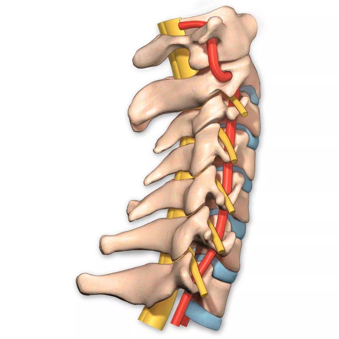 椎動脈精細解剖圖譜_關節_頸椎_孔段