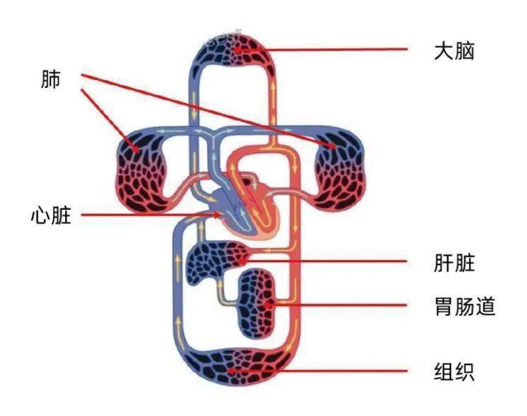 基础知识丨血流动力学监测不只一个cvp