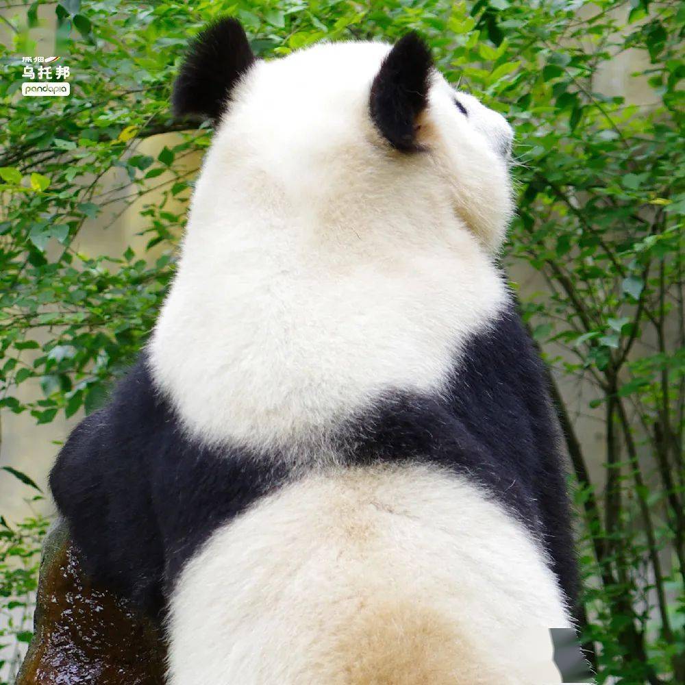 花纹_大熊猫_自然