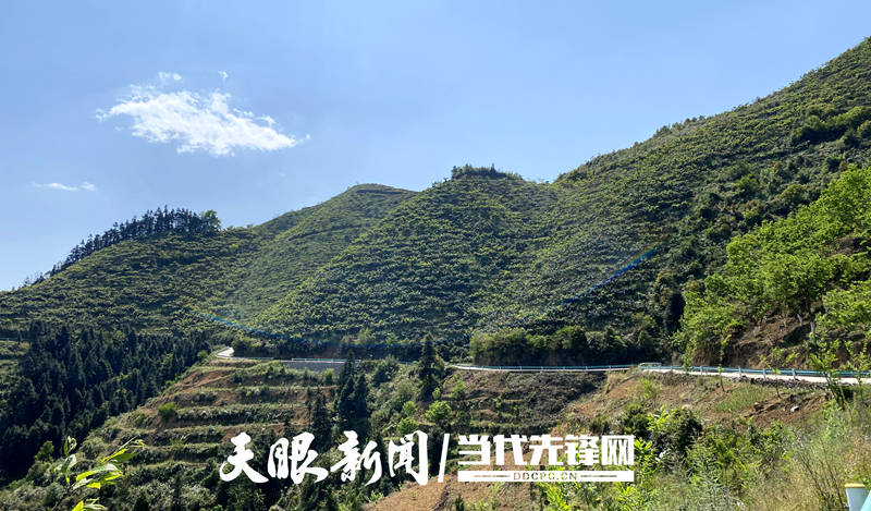 贞丰连环:枇杷管护忙 静待好收成_种植_连环乡_韦开伦