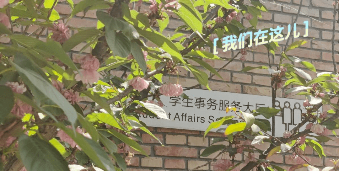 历久弥新,一站式服务大厅服务进行中_工作_樱花_客厅