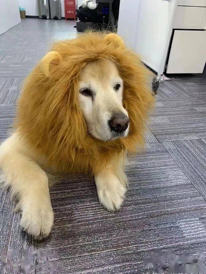 这狮子怎么狗里狗气的