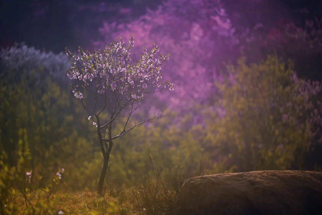 桃花峪里桃花红图片