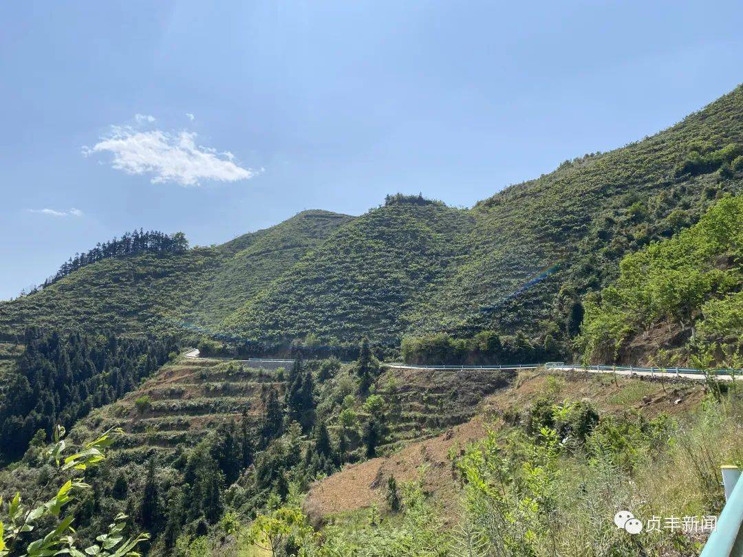 连环乡:枇杷管护忙 致富有方向_种植户_岩村_贞丰县