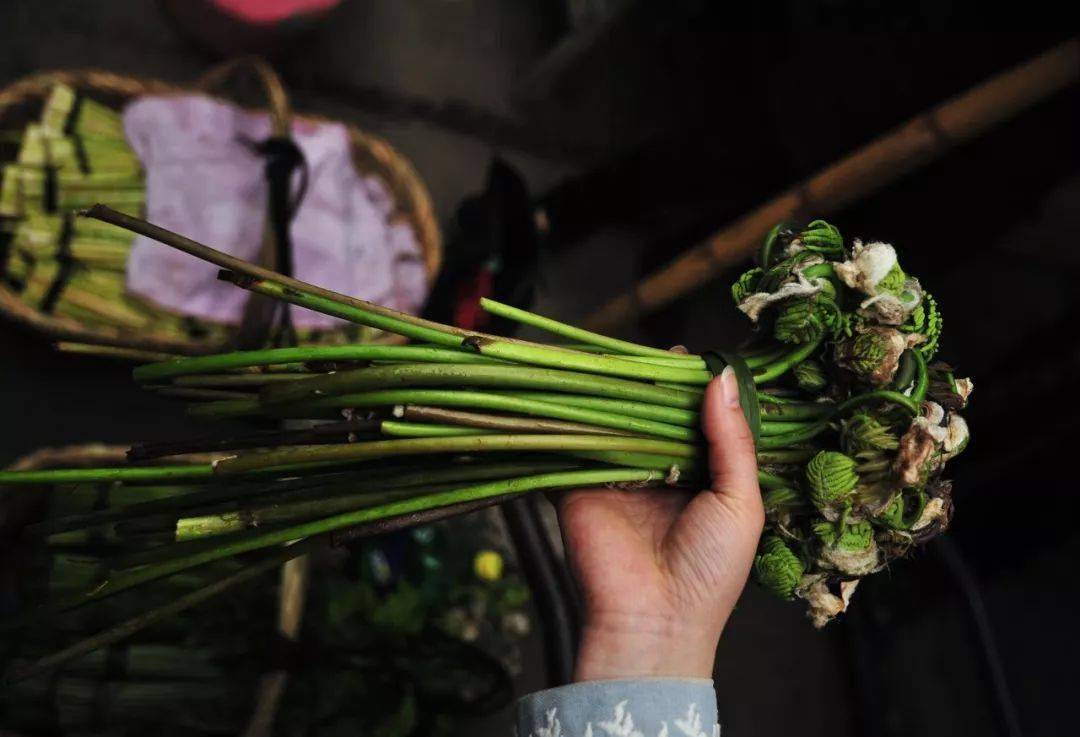 春季最著名的32种野菜你吃过几种