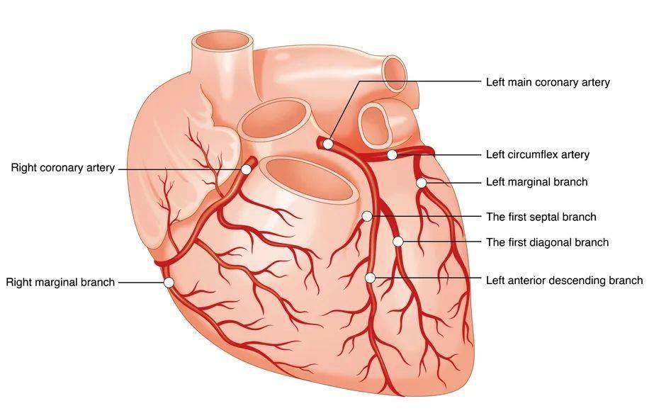 心脏冠脉血管解剖图图片