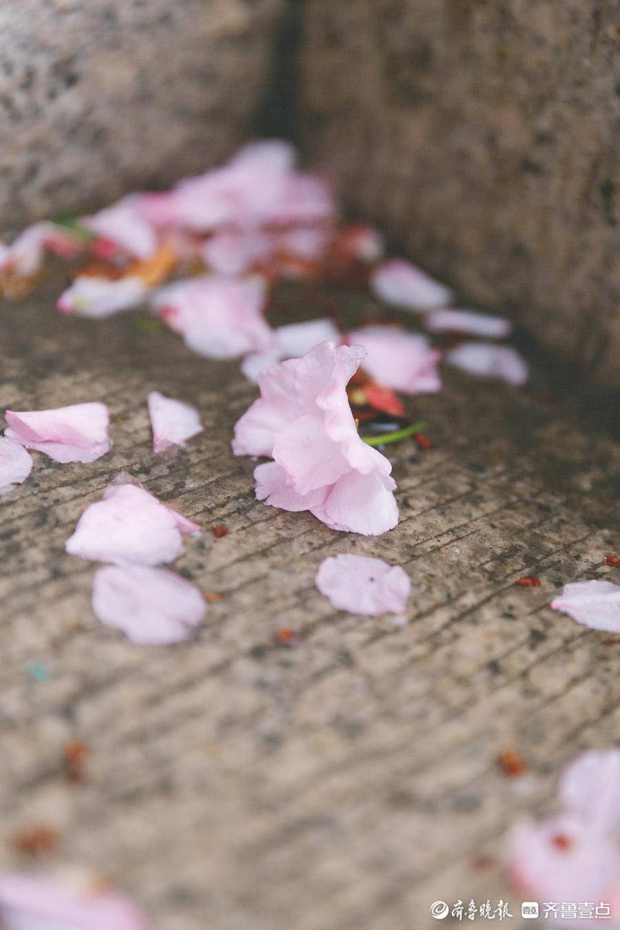 壹图集丨泰山恢复开放首日细雨绵绵山上云雾缭绕山下晚樱依旧