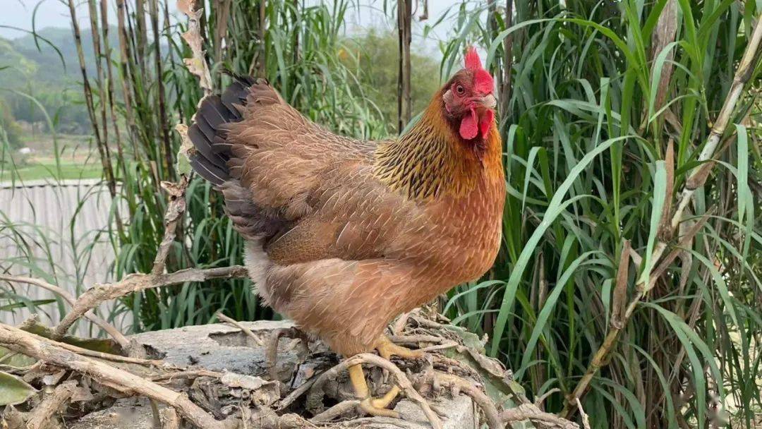 餐桌上的美味~88元抢140天散养清远走地鸡,养殖场发货,顺丰冷链包邮!_