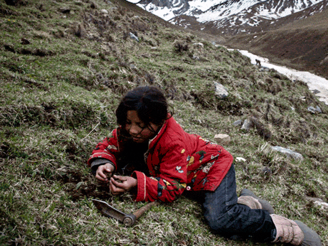 都是虫草,为什么产地不同差别这么大,弄懂别再买错了_格桑多吉_冬虫夏