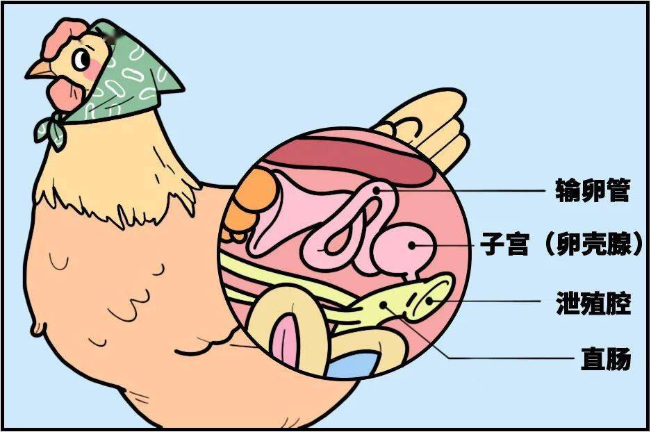 也就是说,原本没有屎的蛋壳,在经过泄殖腔时,可能会沾上残留的便便,也