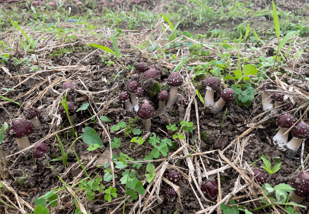 撂荒变宝,佛冈试种红松茸成功!_种植_高岗镇_镇村