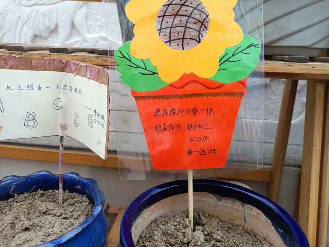 东桥小学凤凰园校区向日葵种植活动正式启动_心愿_种子_小园丁