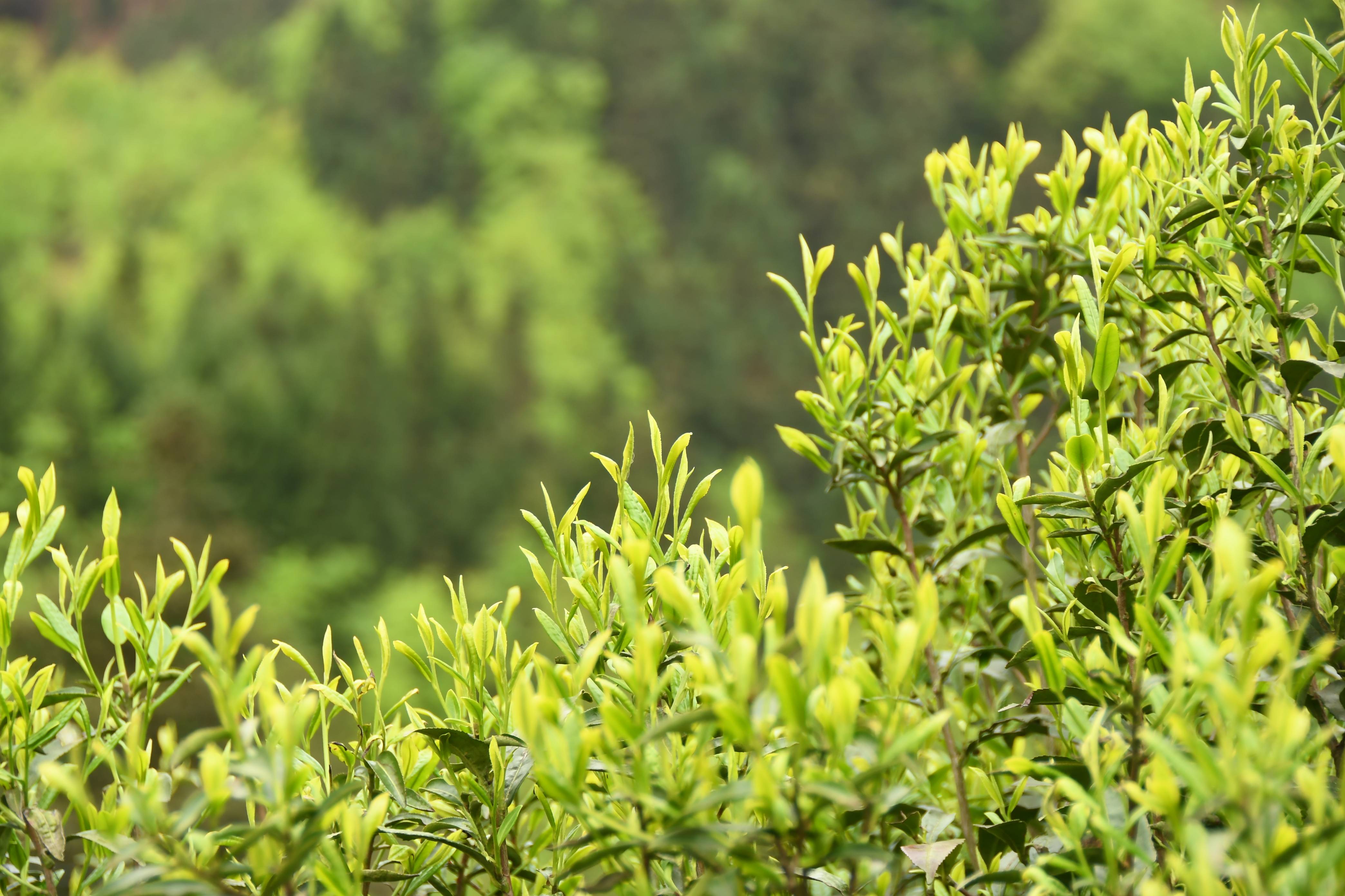 织金:生态红利持续释放 百年贡茶萌发新芽_茶树_彭慈文_武秀才
