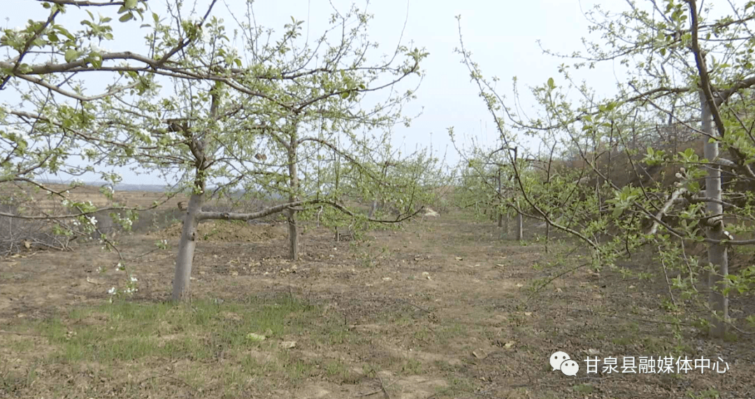 奮進新徵程建功新時代甘泉縣科學做好果樹防凍多措並舉保增收