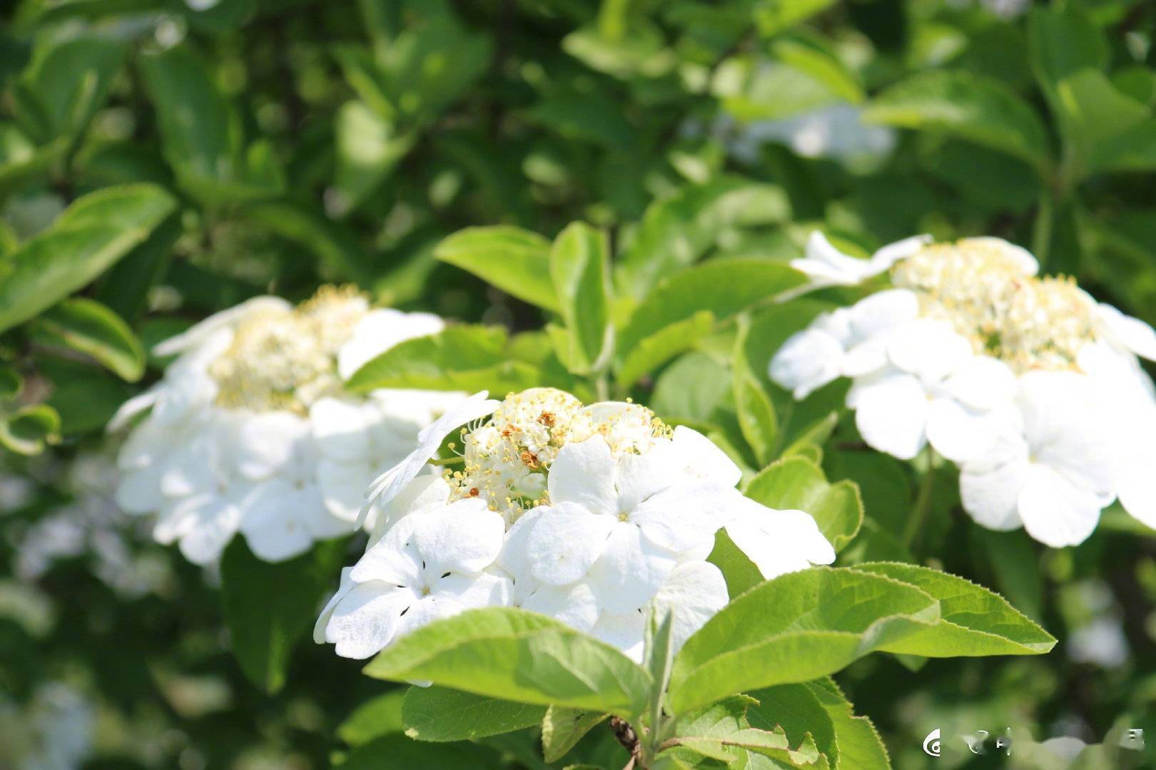 琼花盛开 烟花三月只为一睹琼花颜_市花_扬州_琼花