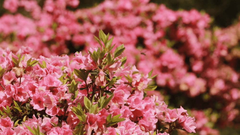 赣州市市花图片