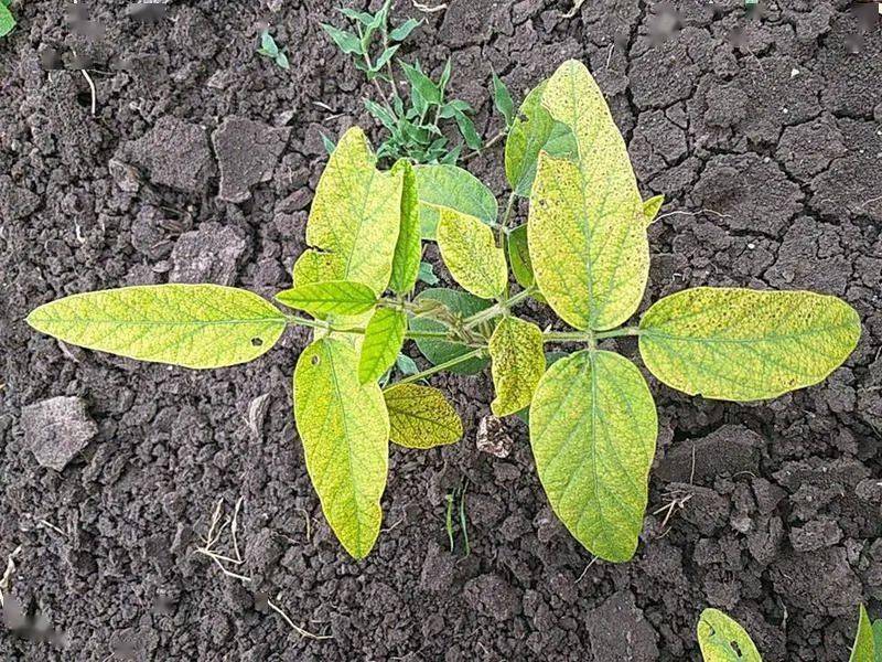 图1:大豆缺锌图2:茄子缺锌图3:辣椒缺锌缺镁镁(mg)的生理作用:是