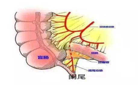 阑尾生理解剖位置图片