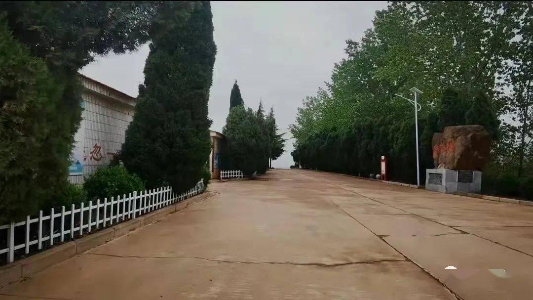 百日红树苗