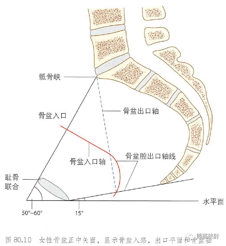 解剖平面三个轴图片