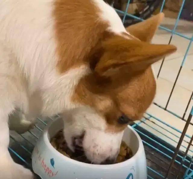 狗狗挑食主人饿了狗狗6天后狗子看到狗粮的眼神亮了