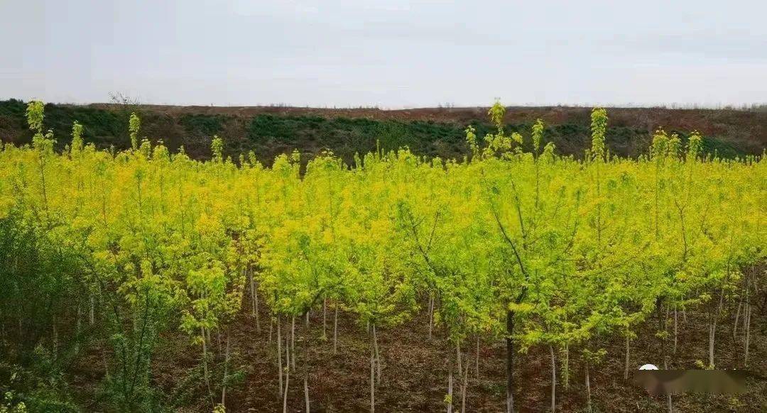 樱花树苗大概多少钱一颗呢图片