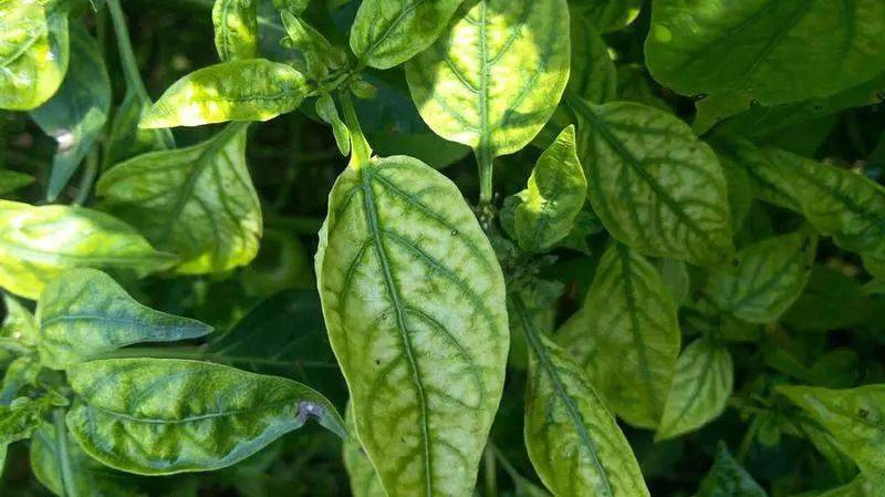 所有人,超全作物缺肥高清图解,错过只好拍大腿了!_植物_作用_症状