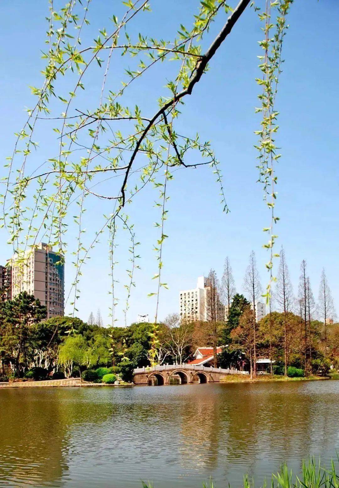 最美人间四月天上海的牡丹花开了来一波云赏花