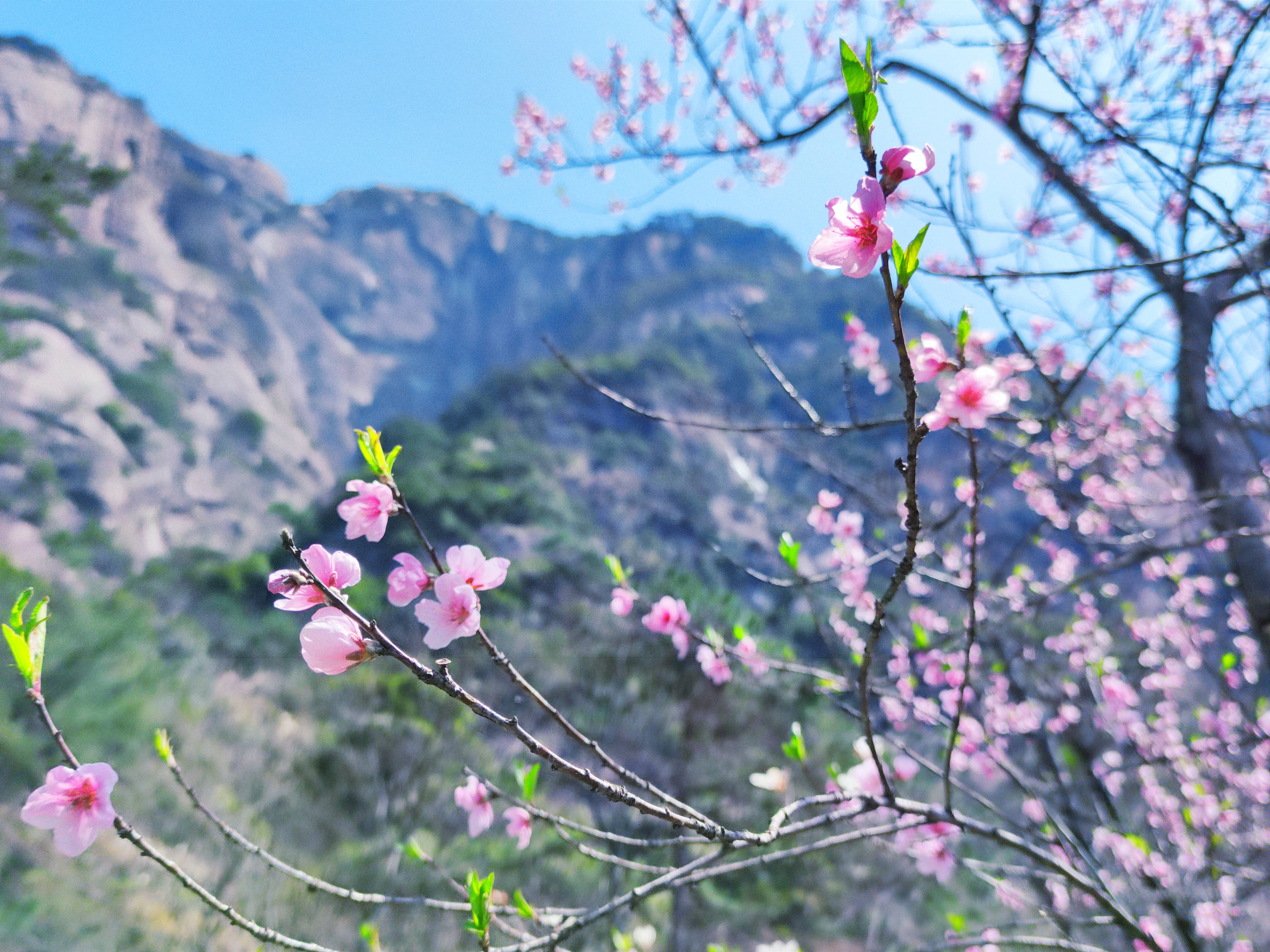 旅游 | 黄山春色 饱和度拉满的季节