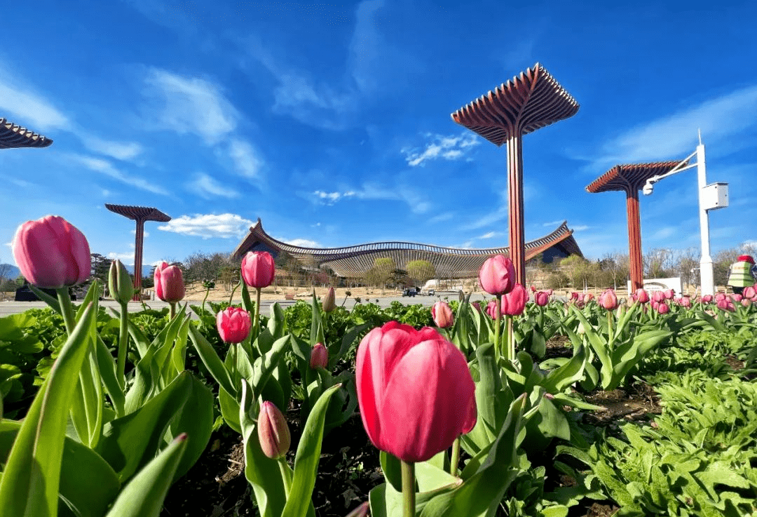 北京世园公园30余万株郁金香等您来
