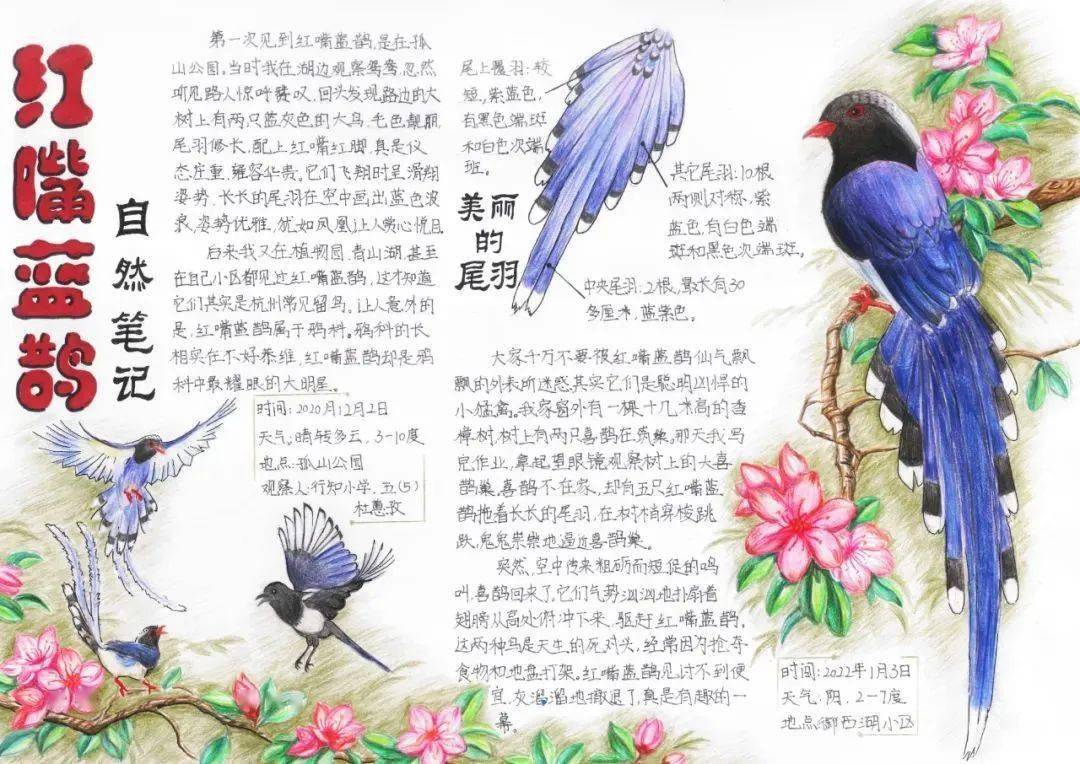 鸟类自然笔记鹦鹉图片