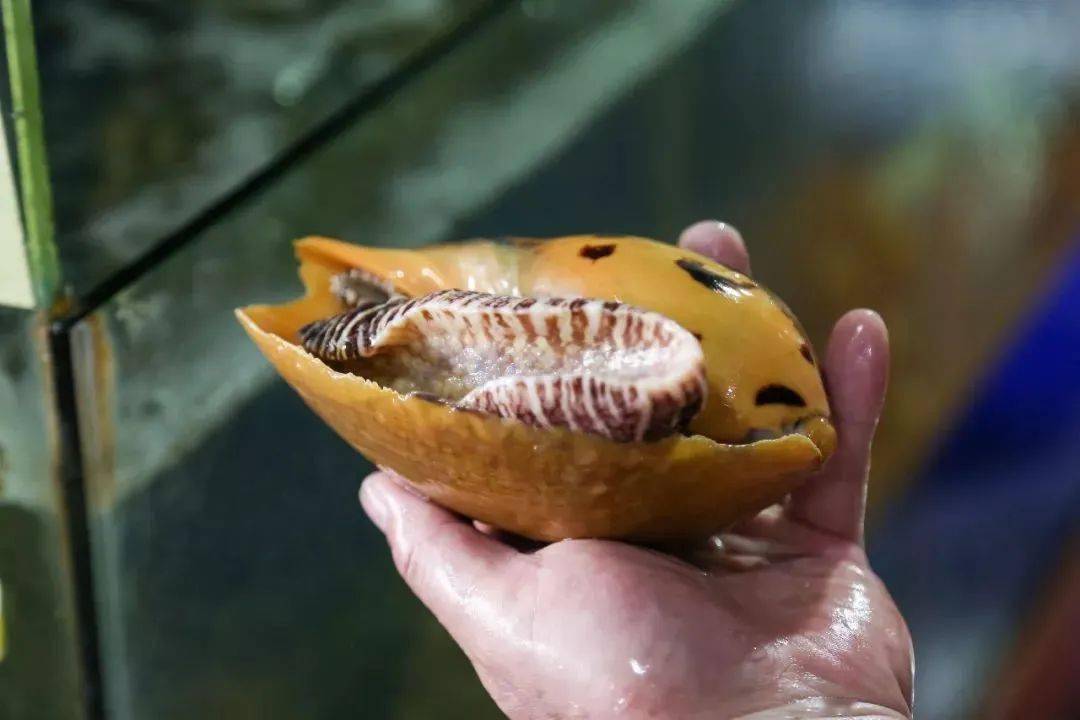 "猪屎螺"等疫情平缓后来东山岛吃!没吃过的话先"云享"模式看看